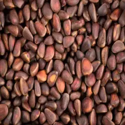 Kacang Pinus